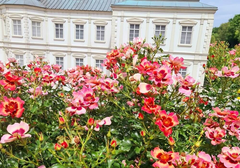 Park Miliona Róż i Zabytków Kresowych w Kazimierzu Dolnym